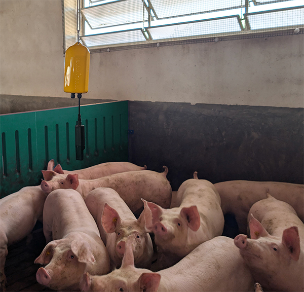 sensores ambientales granjas cerdos