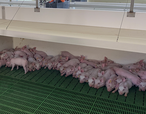 cubiertas para lechones en transición