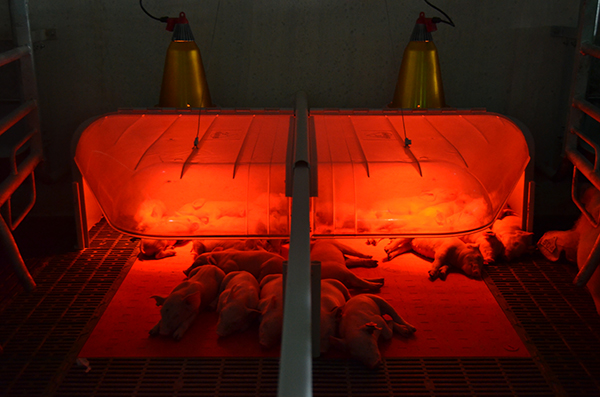 calefaccion para lechones