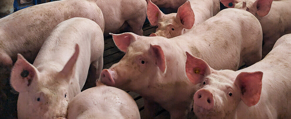 MAPA proposes repealing the latest pig welfare regulations
