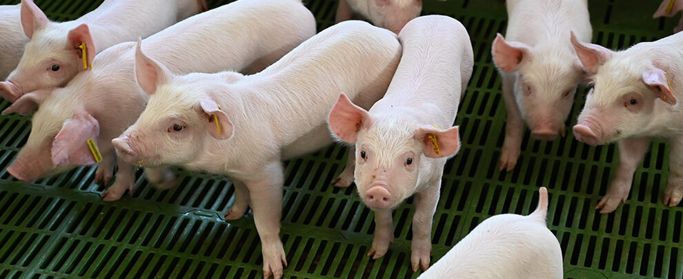 Pig welfare: key aspects of the new European legislation