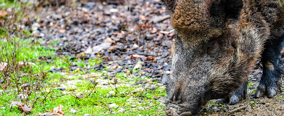 Activado un comité auditor para investigar el brote de PPA