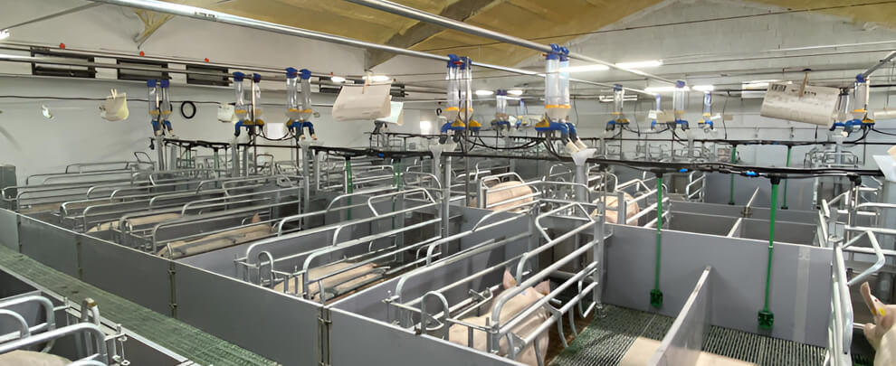 E. Mainau: "Reducing pain during farrowing begins with working from the gestation."