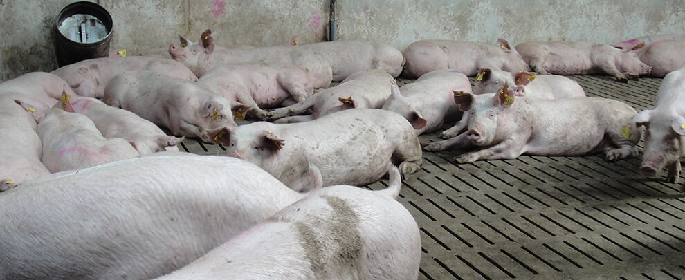 El sector porcino catal&aacute;n pierde 100 millones por el efecto de la PPA