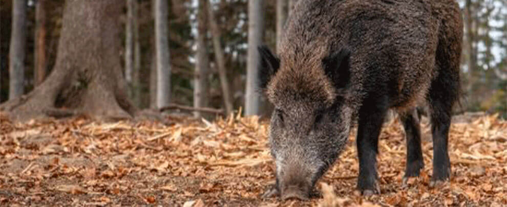 Spain detects two cases of African Swine Fever in wild animals
