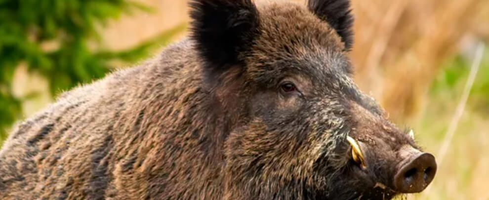 Guia de la PPA: Preguntes i respostes clau