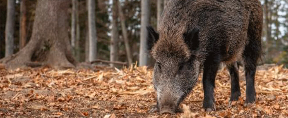 Espanya detecta dos casos de pesta porcina africana en animals silvestres
