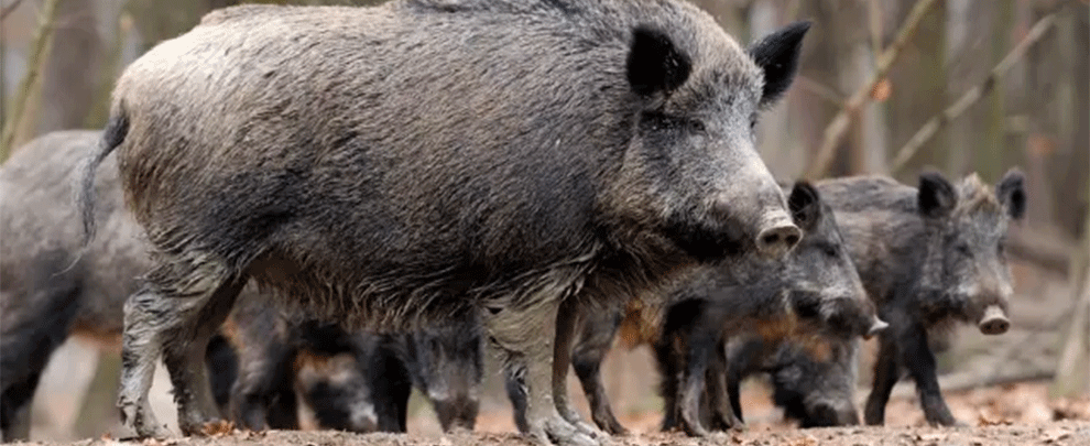Confirmada la mort per pesta porcina africana de set porcs senglars més