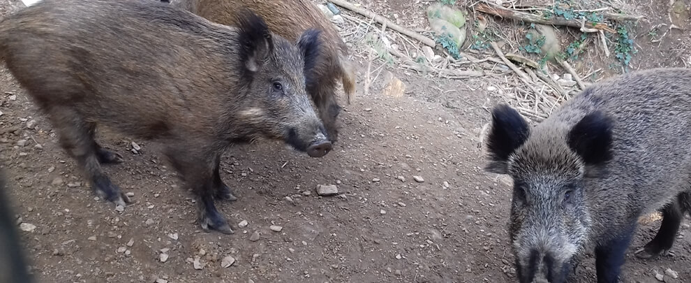 PPA en España: Tres meses después del inicio del brote