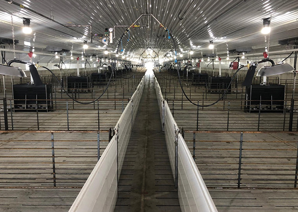 feeders for pigs