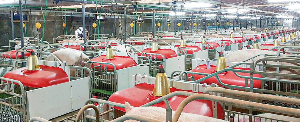 Вьетнам, второй по величине производитель свинины в азии