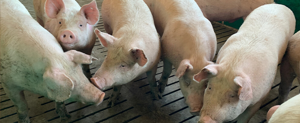 i+Porc lanza un plan estratégico de mejora reputacional