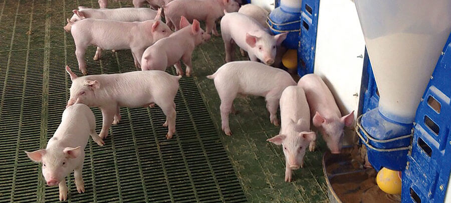 La exportación, motor de la industria porcina en Chile