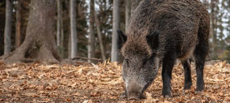España detecta dos casos de peste porcina africana en animales silvestres