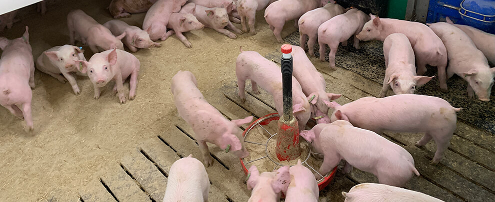 Com ha evolucionat el mercat de la carn de porc el 2023?