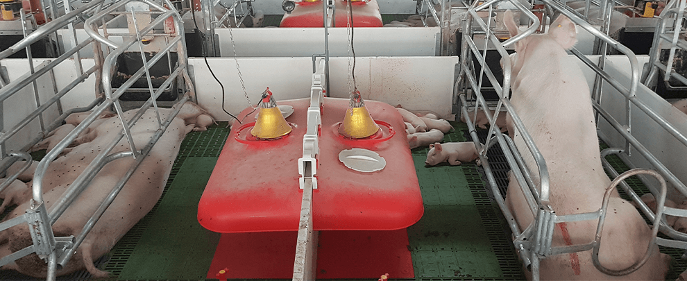 Japó, segón importador mundial de carn de porc