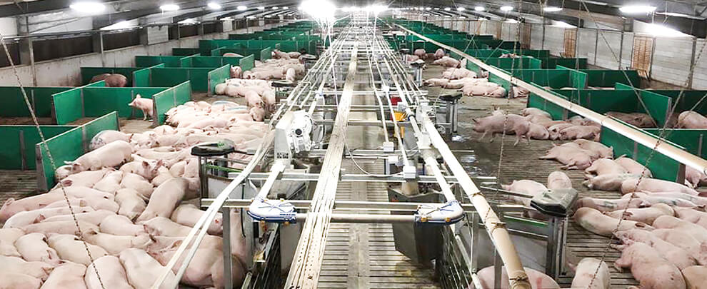 The pig sector in Argentina, growing year after year