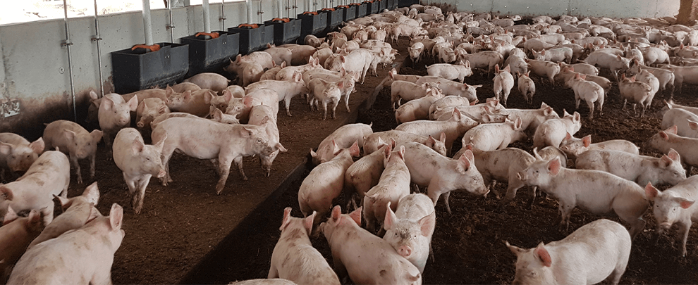 The Australian pig sector becomes more technical