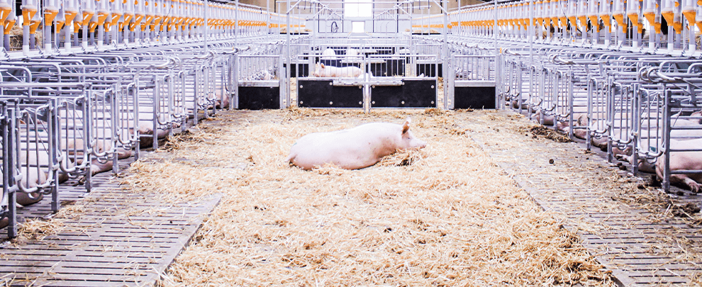 Denmark, the main European producer and exporter of piglets