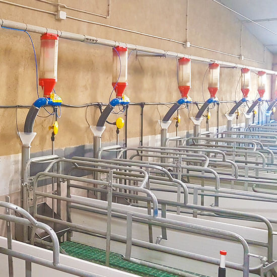 Installation of Dositronic sow feeding system on a pig farm