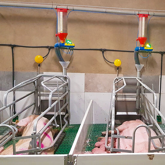 Instalación en granja porcina del sistema de alimentación para cerdas Dositronic