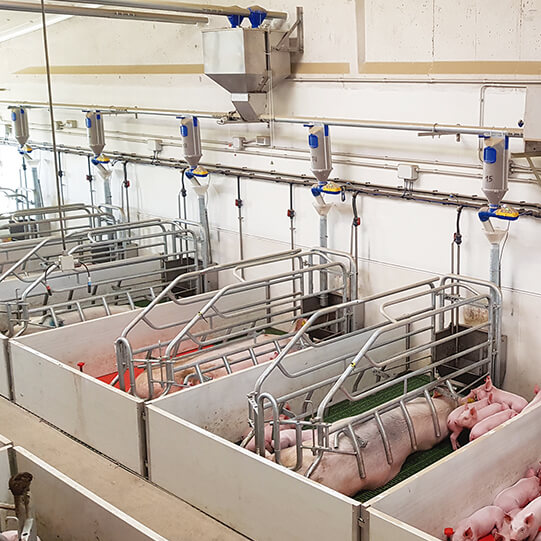 Instalación en granja porcina del sistema de alimentación para cerdas Dositronic