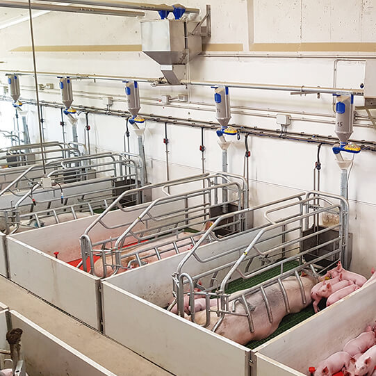 Installation of Dositronic sow feeding system on a pig farm