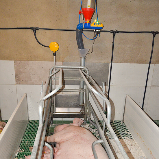 Instal·lació en granja porcina del sistema d'alimentació per a truges Dositronic