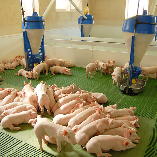 Prices of feed hoppers for fattening pigs