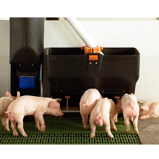 feeder for weaned pigs