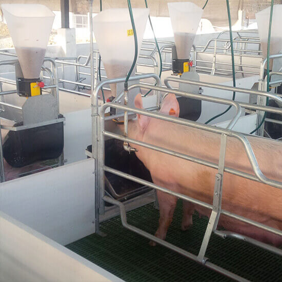 feeding of pigs on farm