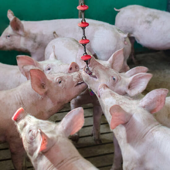  anti-stress chain mounted and being used by pigs