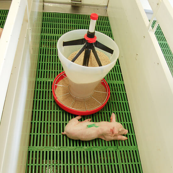 piglet feeder