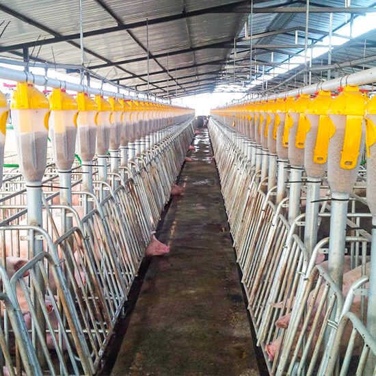 Pig farm installation with Five 7L dispenser