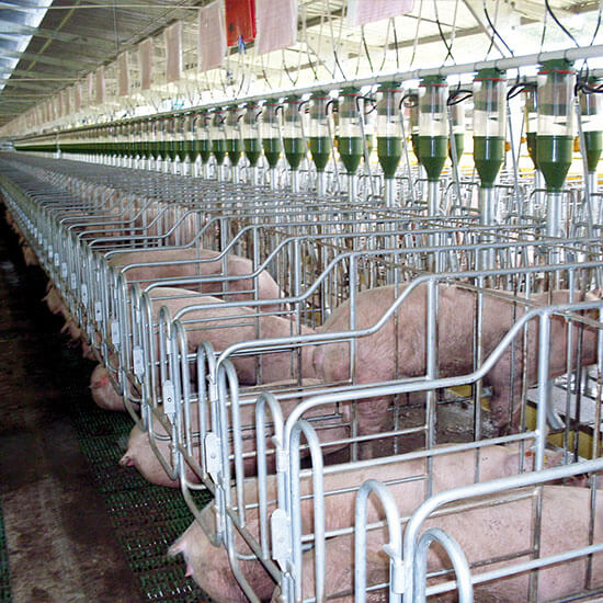 Pig farm feed dosage system
