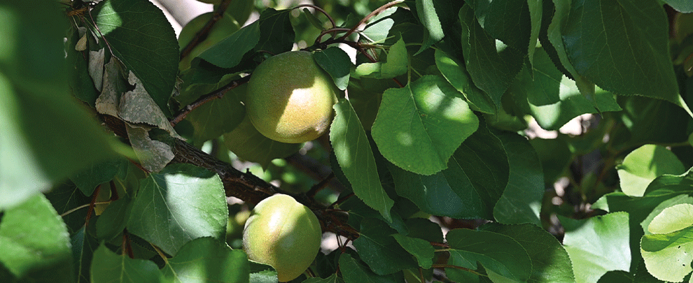 Cómo usar purín porcino en la fertiirrigación de frutales