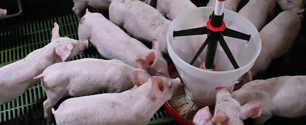 How to address the reduction of antibiotics in pig farms?
