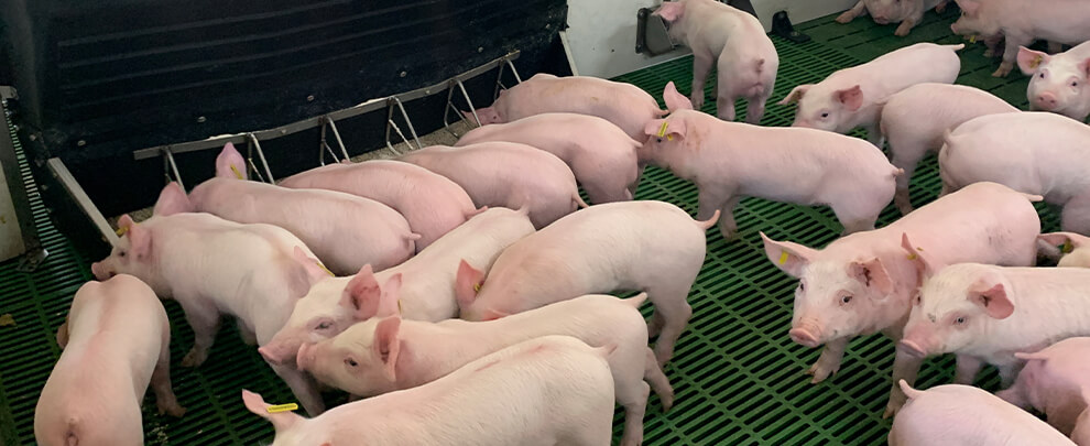 What factors reduce feed waste?