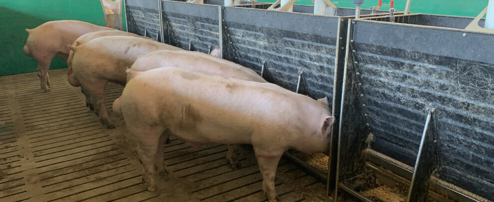What factors reduce profitability on a pig farm?
