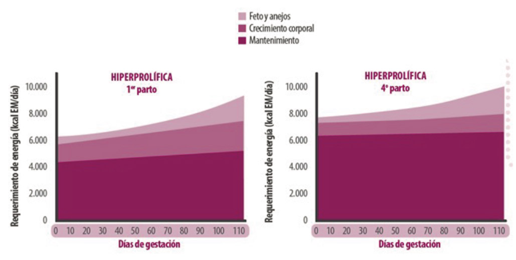 diferencia energia cerda joven y adulta