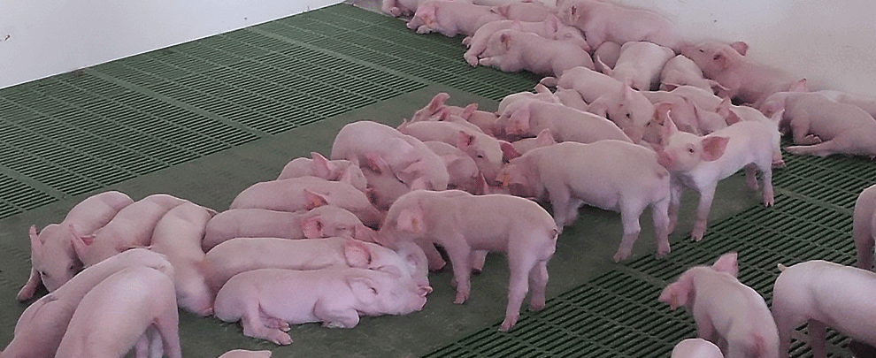 What are the challenges facing the pig sector?