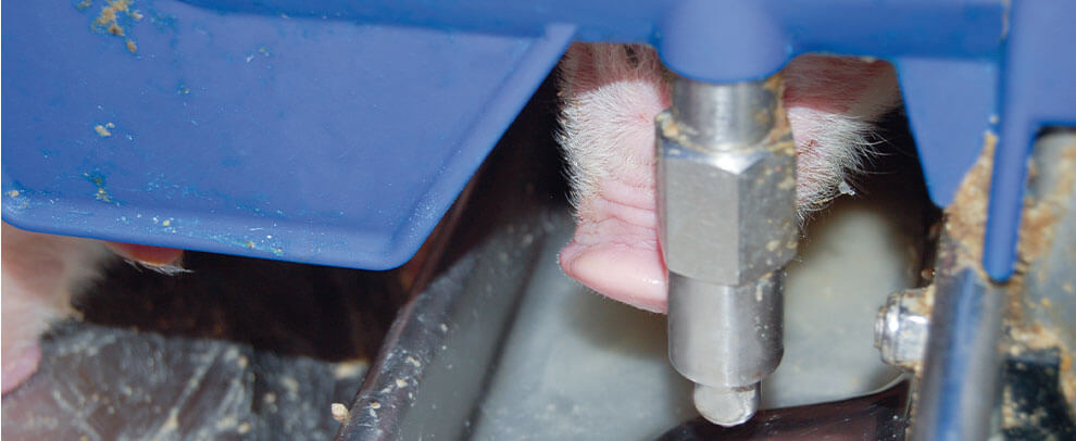 Use of electrolyzed water as a sanitising agent in pig production