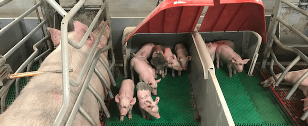 Francia, tercer productor de cerdo de Europa