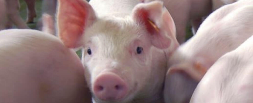 The pig, one of the most intelligent species