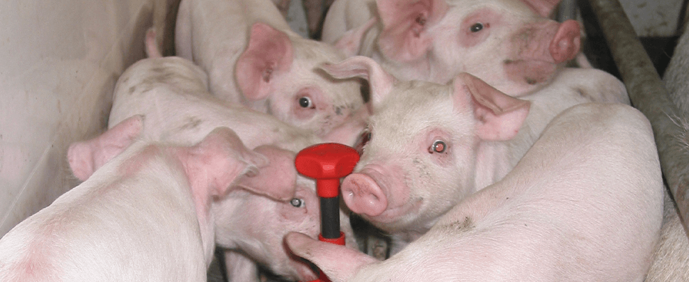 Qué ha demostrado el sector porcino español con la crisis del coronavirus