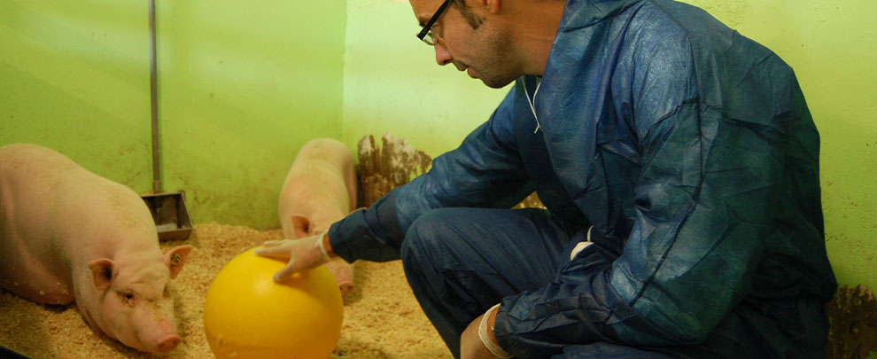 Specipig, pigs for biomedical research