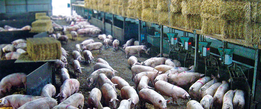 Decline in pig production in Germany