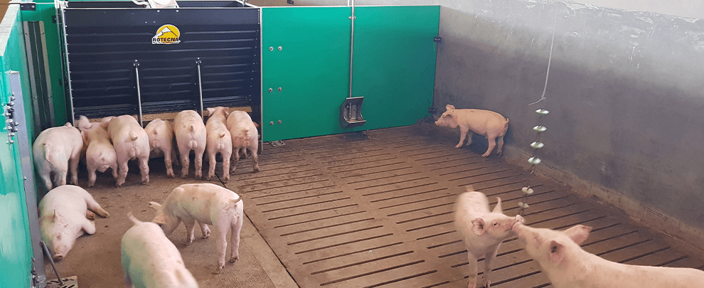 Tips and recommendations for handling fattening pigs