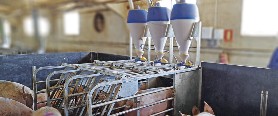 What benefits does having pregnant sows in groups bring us?