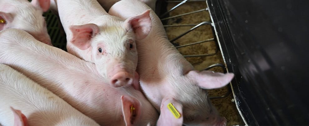 The Spanish pig sector remains a leader despite the current situation